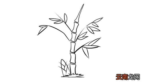竹子简笔画 竹子简笔画画法