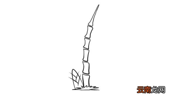 竹子简笔画 竹子简笔画画法