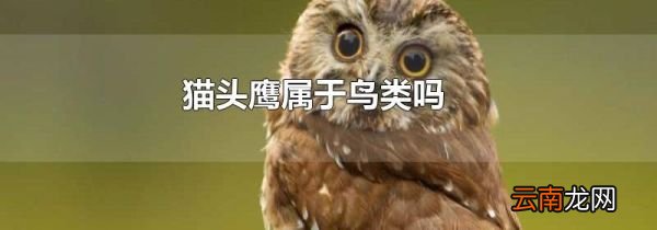 猫头鹰属于鸟类吗