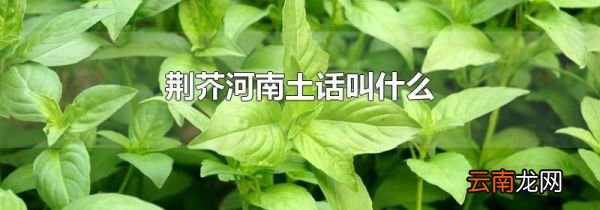荆芥河南土话叫什么