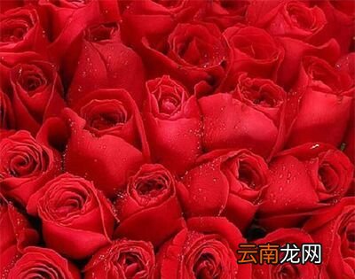 52朵玫瑰代表什么意思?