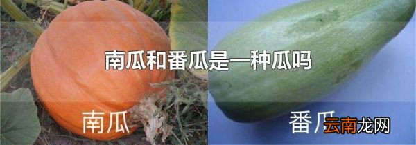 南瓜和番瓜是一种瓜吗