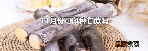 11月份可以种甘蔗吗