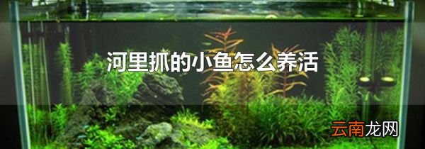 河里抓的小鱼怎么养活
