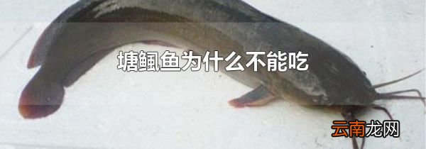 塘鲺鱼为什么不能吃