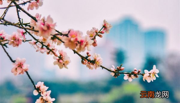 仿佛若有光的仿佛什么意思 桃花源记描写了什么