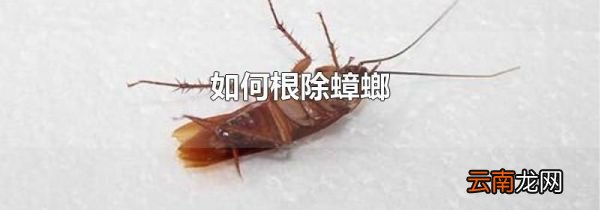 如何根除蟑螂