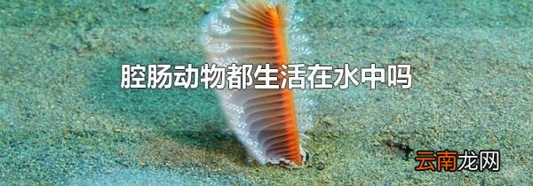 腔肠动物都生活在水中吗