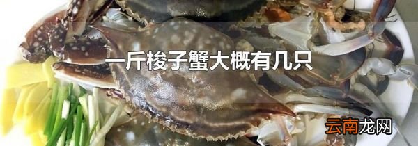 一斤梭子蟹大概有几只