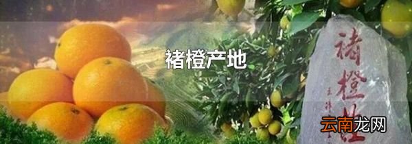 褚橙产地