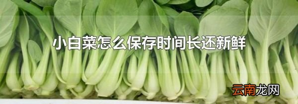 小白菜怎么保存时间长还新鲜