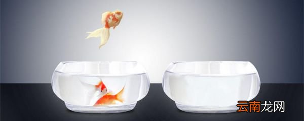 金鱼的记忆只有七秒钟吗 金鱼的记忆是只有七秒钟吗