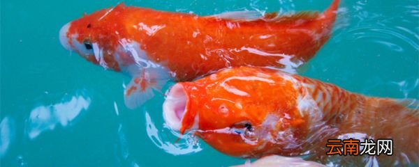丰年虾卵怎么喂鱼 脱壳丰年虾卵怎么喂鱼