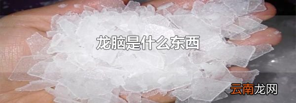 龙脑是什么东西