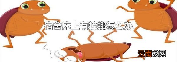 宿舍床上有蟑螂怎么办