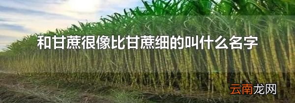 和甘蔗很像比甘蔗细的叫什么名字