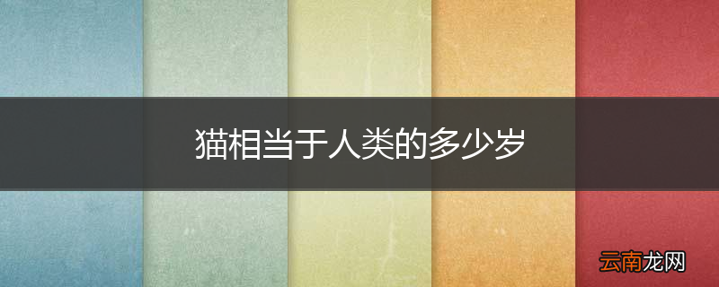 猫相当于人类的多少岁