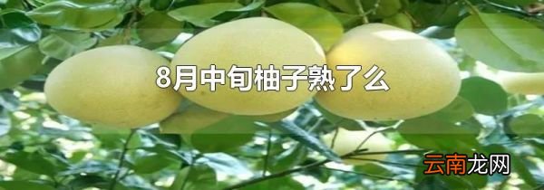 8月中旬柚子熟了么