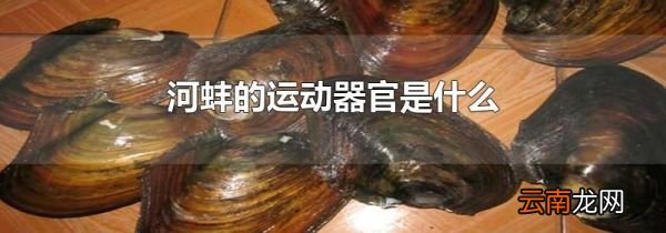河蚌的运动器官是什么