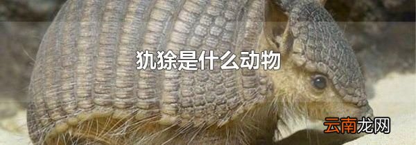 犰狳是什么动物