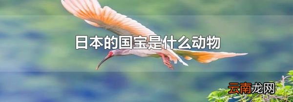 日本的国宝是什么动物