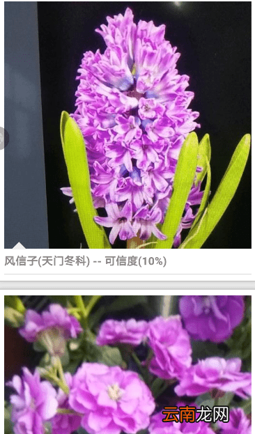 拍照识花APP的使用过程讲解