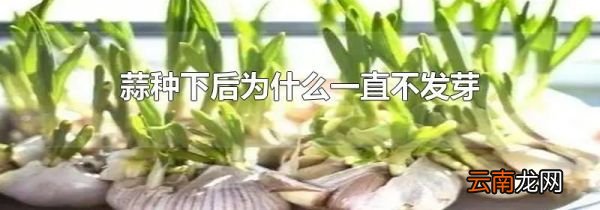 蒜种下后为什么一直不发芽