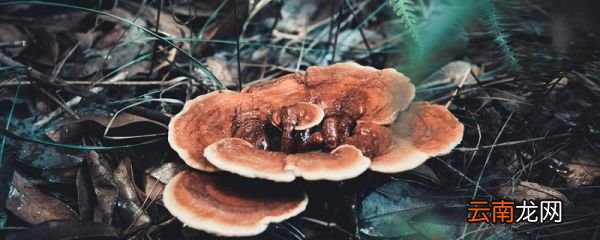 灵芝怎么吃 灵芝正确吃法