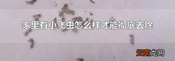 家里有小飞虫怎么样才能彻底去除