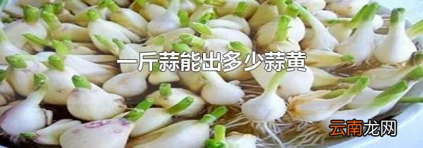 一斤蒜能出多少蒜黄