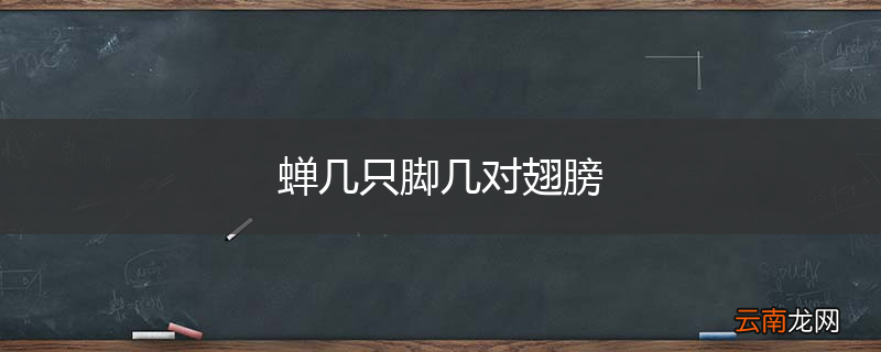 蝉几只脚几对翅膀