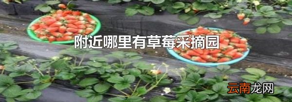 附近哪里有草莓采摘园