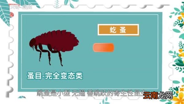 跳蚤的意思 跳蚤的意思是什么