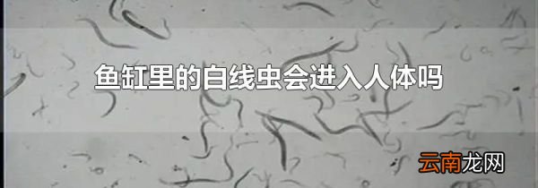 鱼缸里的白线虫会进入人体吗