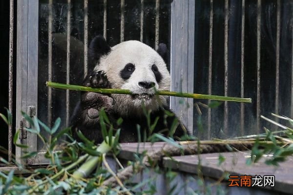 熊猫的生活习性 熊猫的生活习性是什么