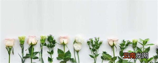 一瞥惊鸿温柔仙句 一瞥惊鸿的温柔仙句有哪些