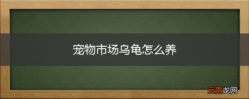 宠物市场乌龟怎么养