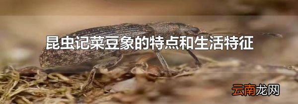 昆虫记菜豆象的特点和生活特征