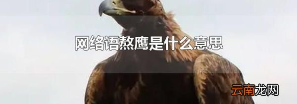 网络语熬鹰是什么意思