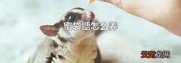 蜜袋鼯怎么养