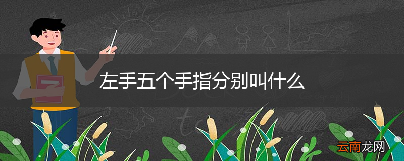 左手五个手指分别叫什么