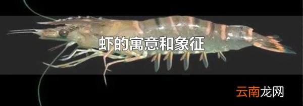 虾的寓意和象征