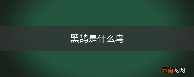黑鹄是什么鸟