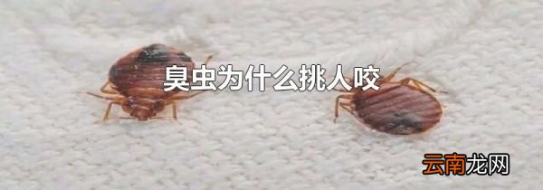 臭虫为什么挑人咬