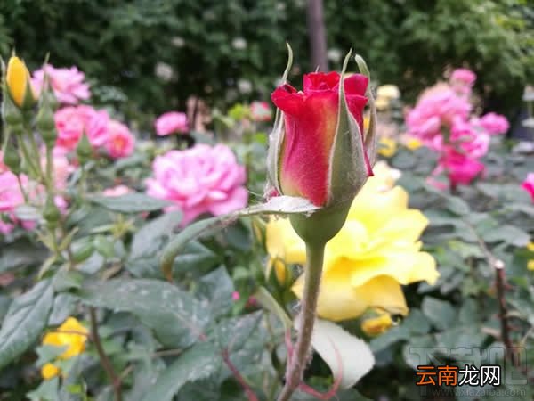 内附详细图文 华为荣耀V8怎么样 华为荣耀V8评测