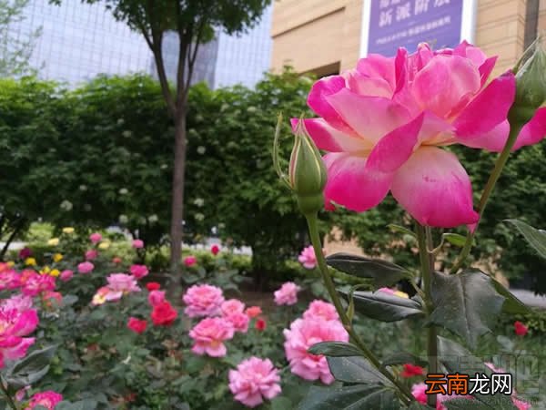 内附详细图文 华为荣耀V8怎么样 华为荣耀V8评测