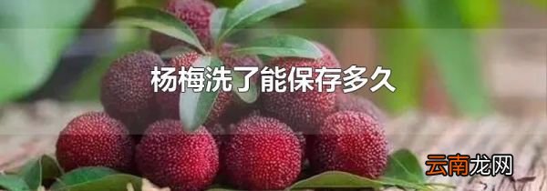 杨梅洗了能保存多久