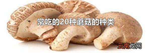 常吃的20种蘑菇的种类