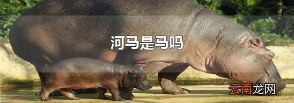 河马是马吗