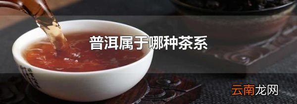 普洱属于哪种茶系